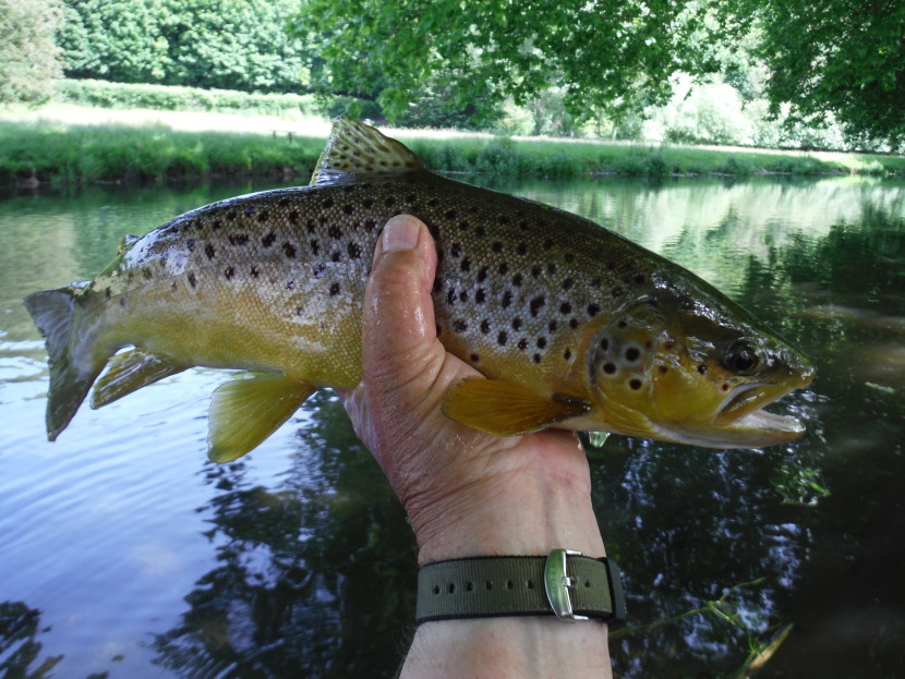 Mayfly feeder from the Avon